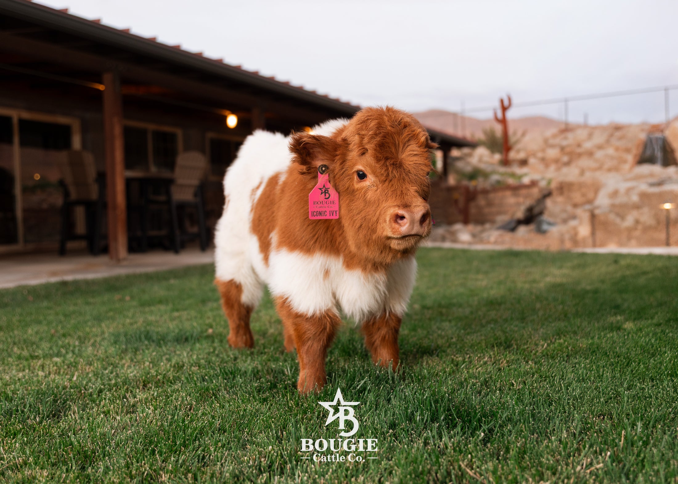 Iconic Ivy - Micro/Mini Heifer
