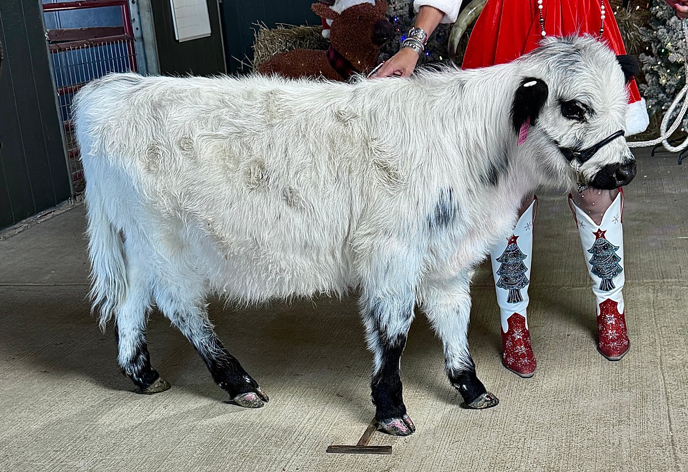 Jellybean- WEANED Polled Mini/Mid Size Heifer $15,000.00