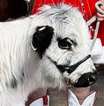 Load image into Gallery viewer, Jellybean- WEANED Polled Mini/Mid Size Heifer $15,000.00
