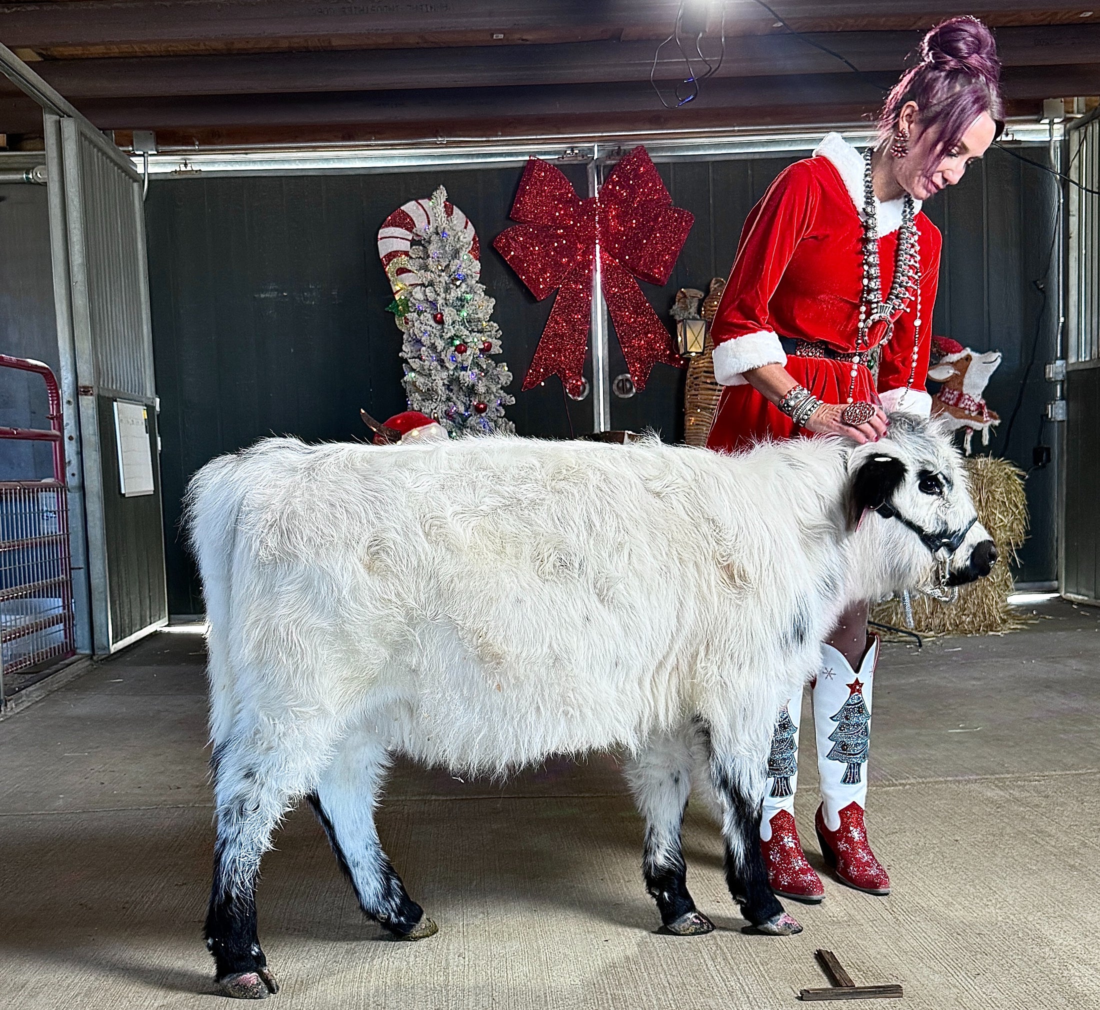 Jellybean- WEANED Polled Mini/Mid Size Heifer $15,000.00