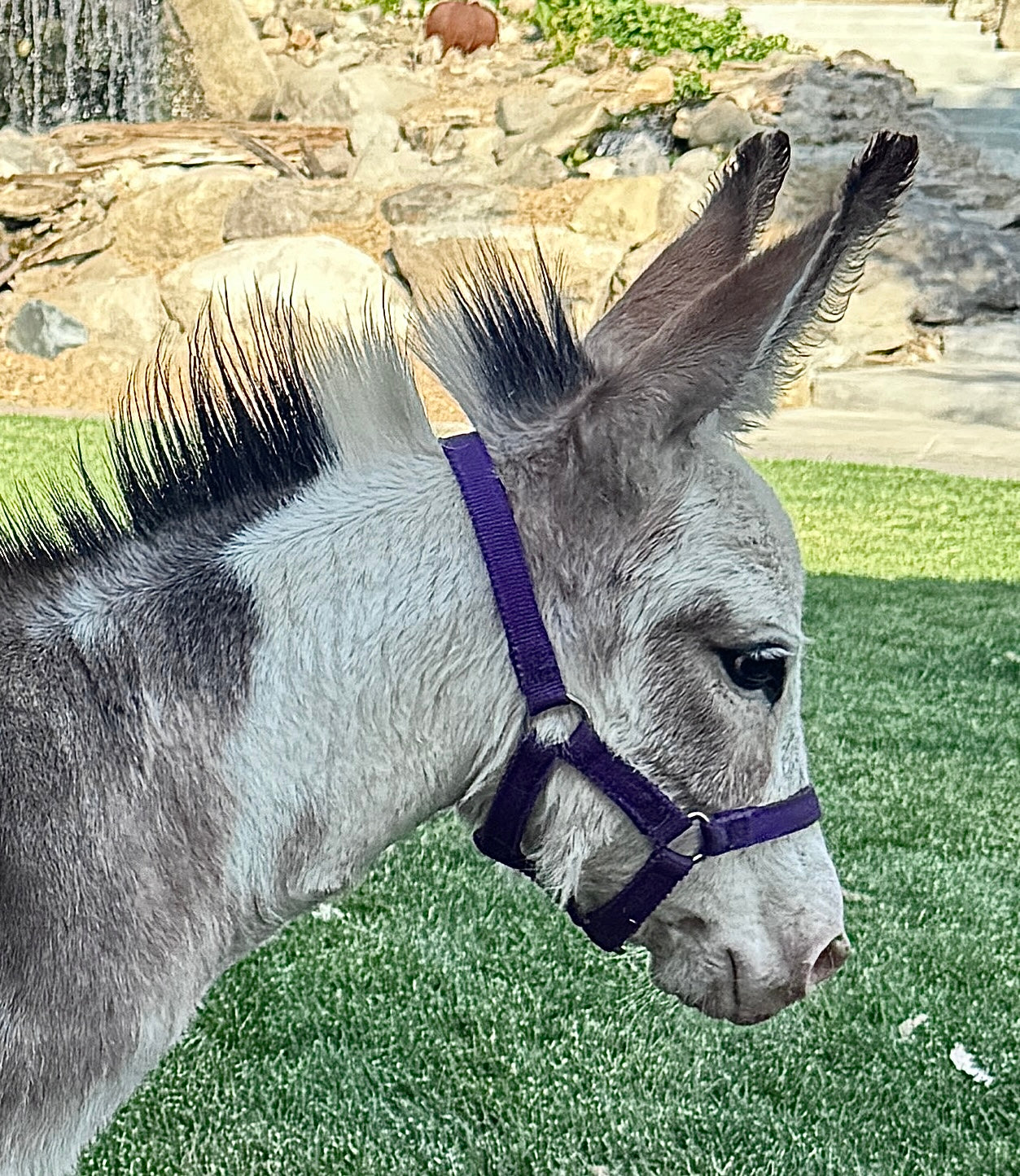 Sweet Pea - WEANED Micro/Mini Paint Jeanette Donkey