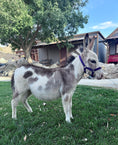 Load image into Gallery viewer, Sweet Pea - WEANED Micro/Mini Paint Jeanette Donkey
