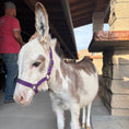 Load image into Gallery viewer, Sweet Pea - WEANED Micro/Mini Paint Jeanette Donkey
