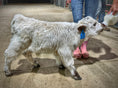 Load image into Gallery viewer, Bottle Feed the Bougie Babies
