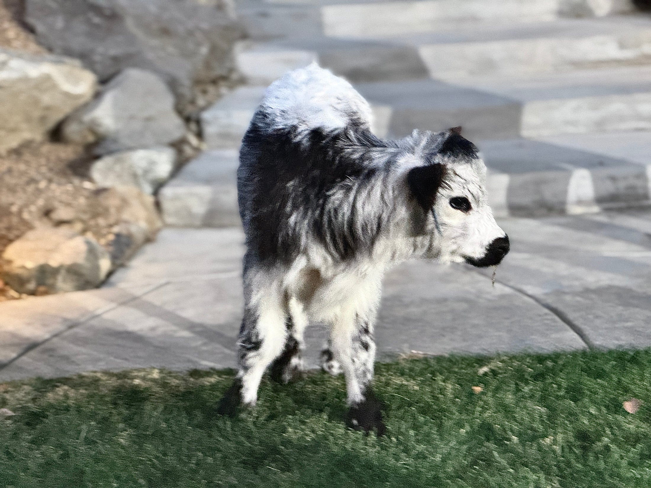 The Tipster Small Mid-Size Bull/Steer