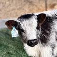 Load image into Gallery viewer, The Tipster Small Mid-Size Bull/Steer
