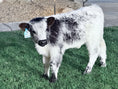 Load image into Gallery viewer, The Tipster Small Mid-Size Bull/Steer
