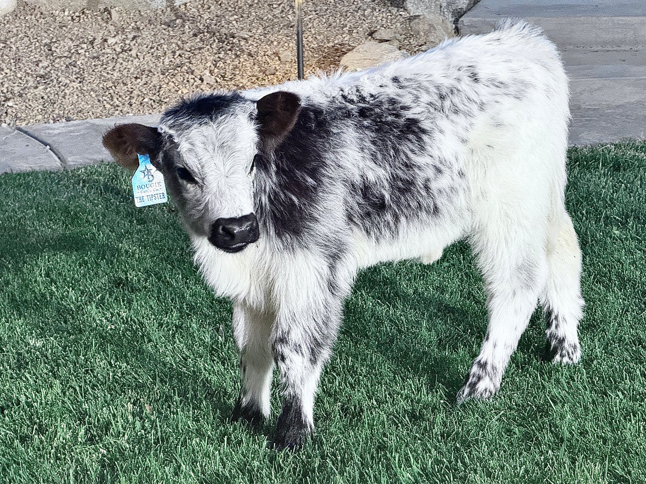 The Tipster Small Mid-Size Bull/Steer