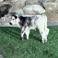 Load image into Gallery viewer, The Tipster Small Mid-Size Bull/Steer
