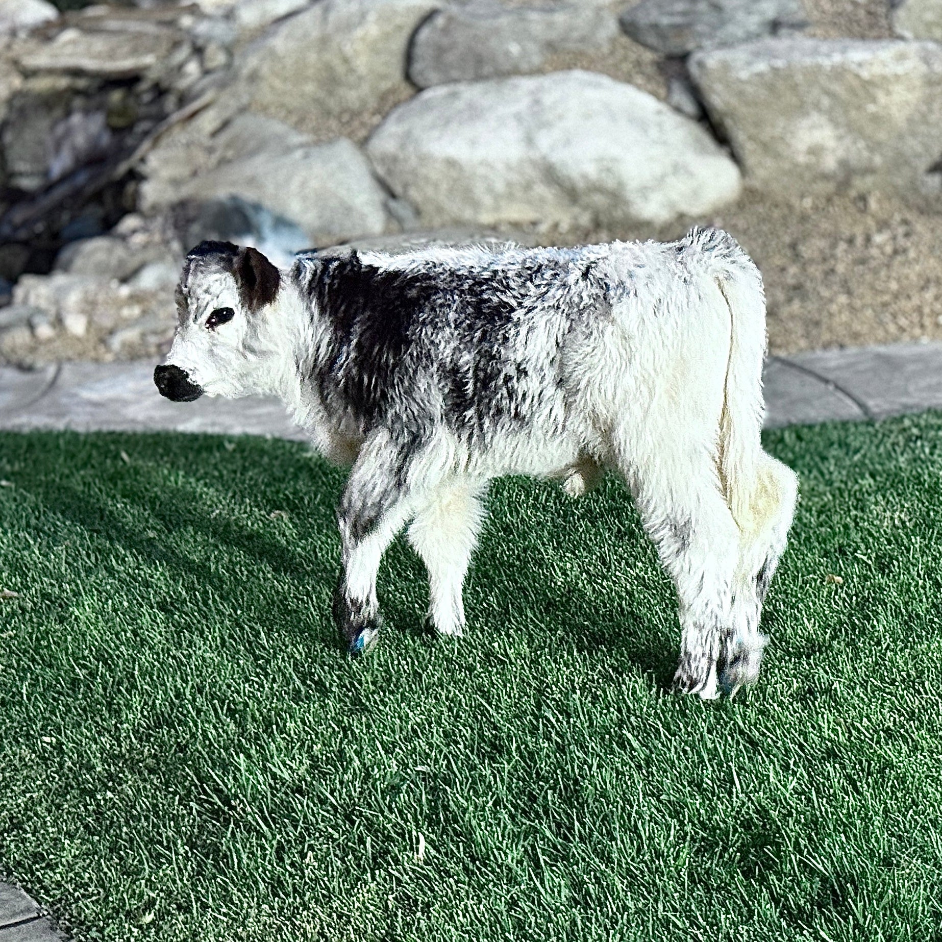 The Tipster Small Mid-Size Bull/Steer