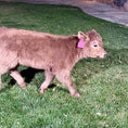 Load image into Gallery viewer, Skye - Mid-Size • Polled Heifer
