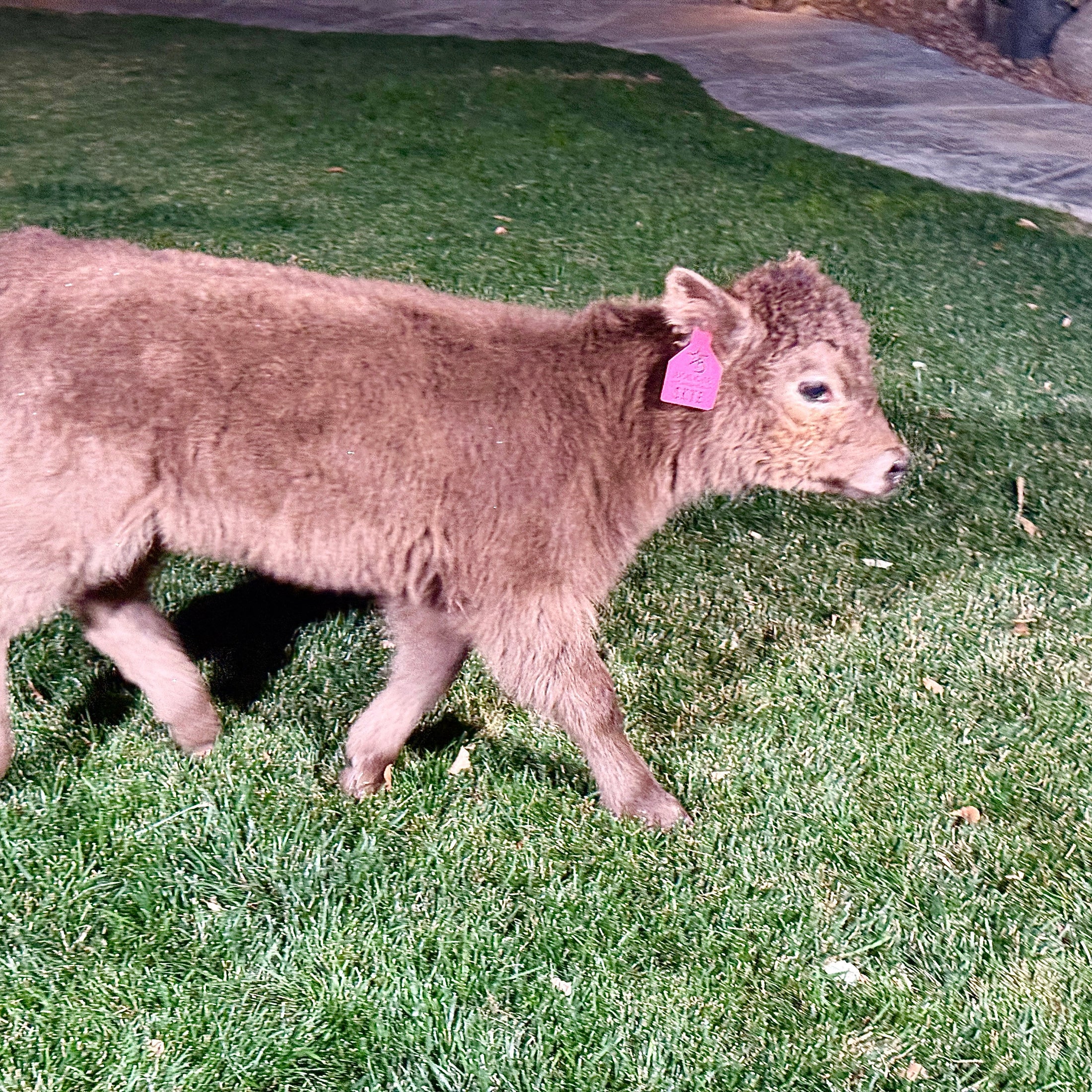 Skye - Mid-Size • Polled Heifer