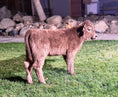 Load image into Gallery viewer, Skye - Mid-Size • Polled Heifer
