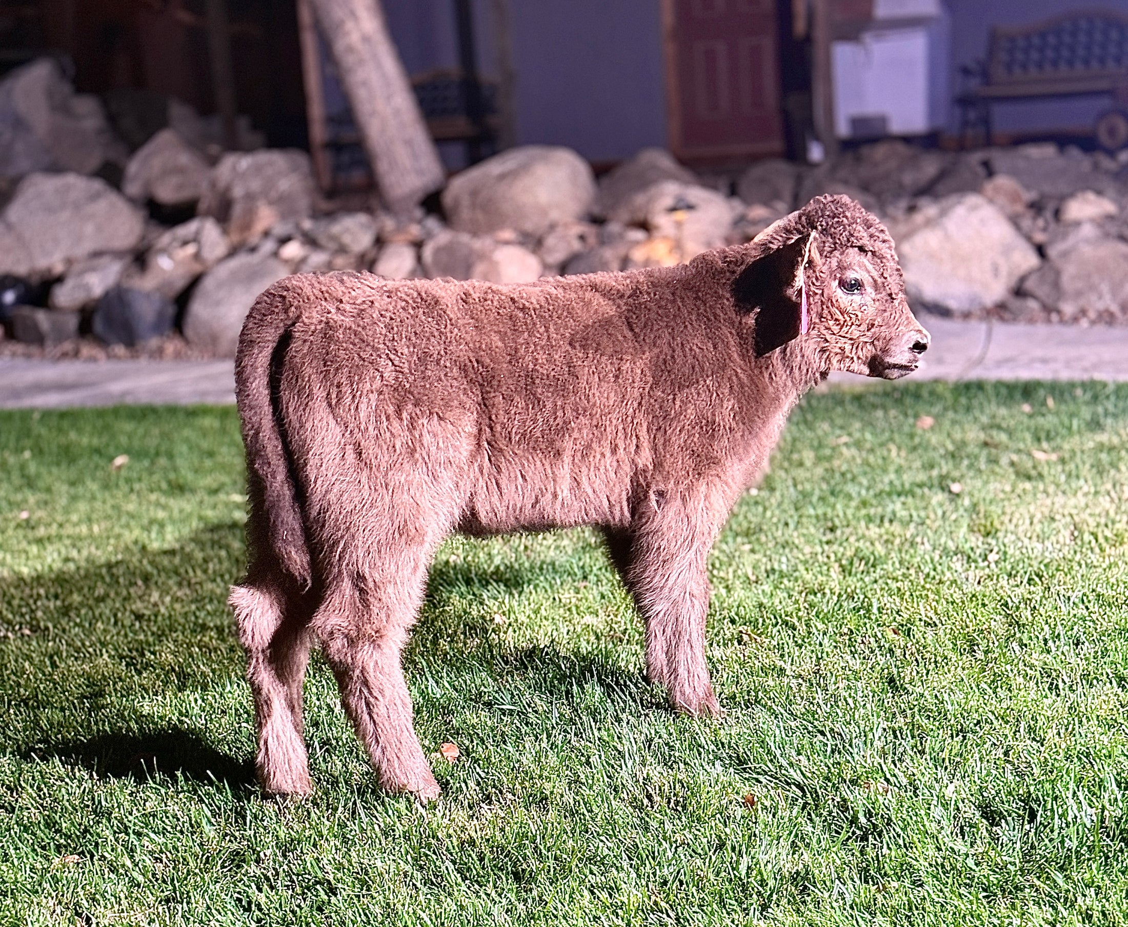 Skye - Mid-Size • Polled Heifer