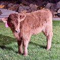 Load image into Gallery viewer, Skye - Mid-Size • Polled Heifer
