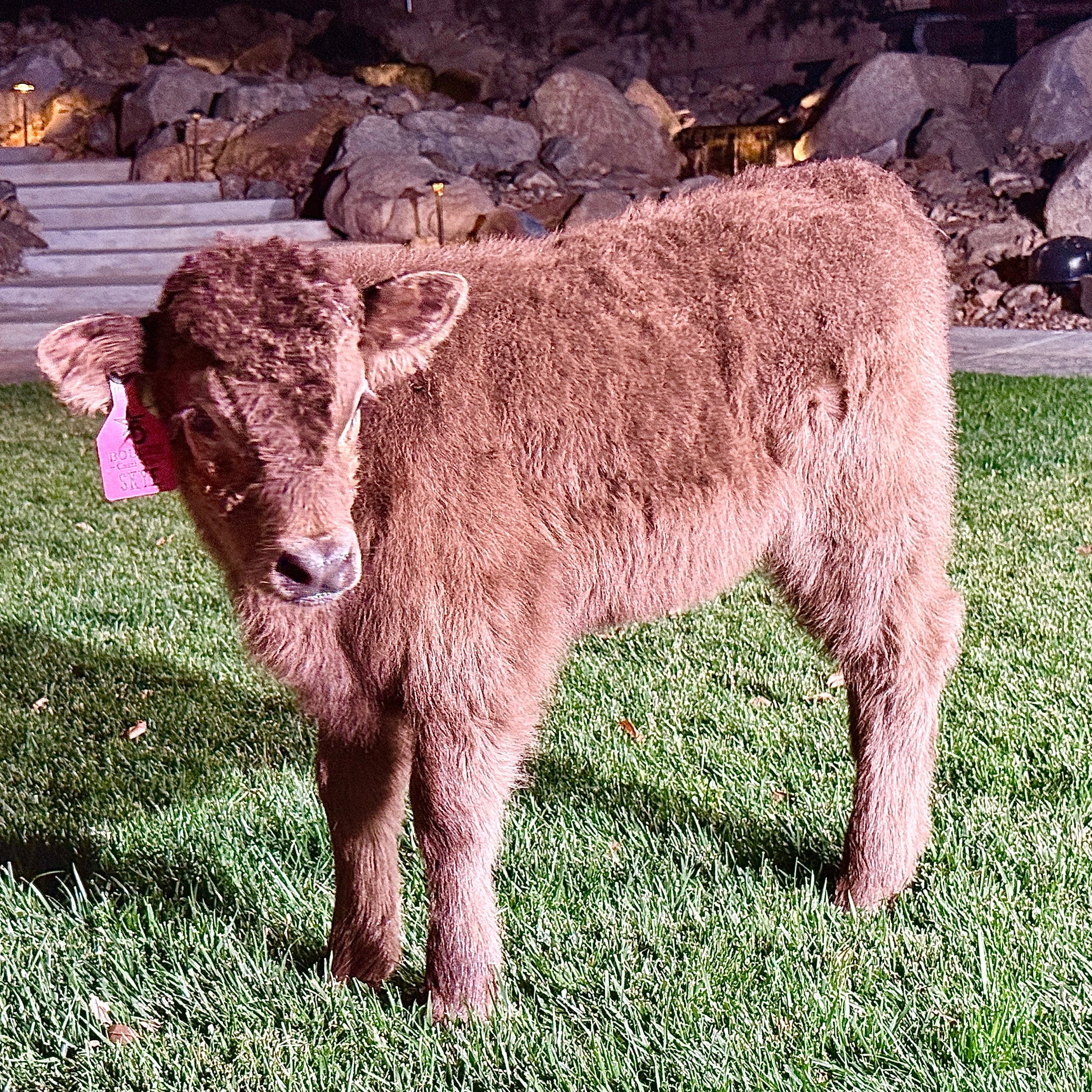 Skye - Mid-Size • Polled Heifer