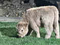 Load image into Gallery viewer, Luxe - Micro/Mini Silver Dun Heifer
