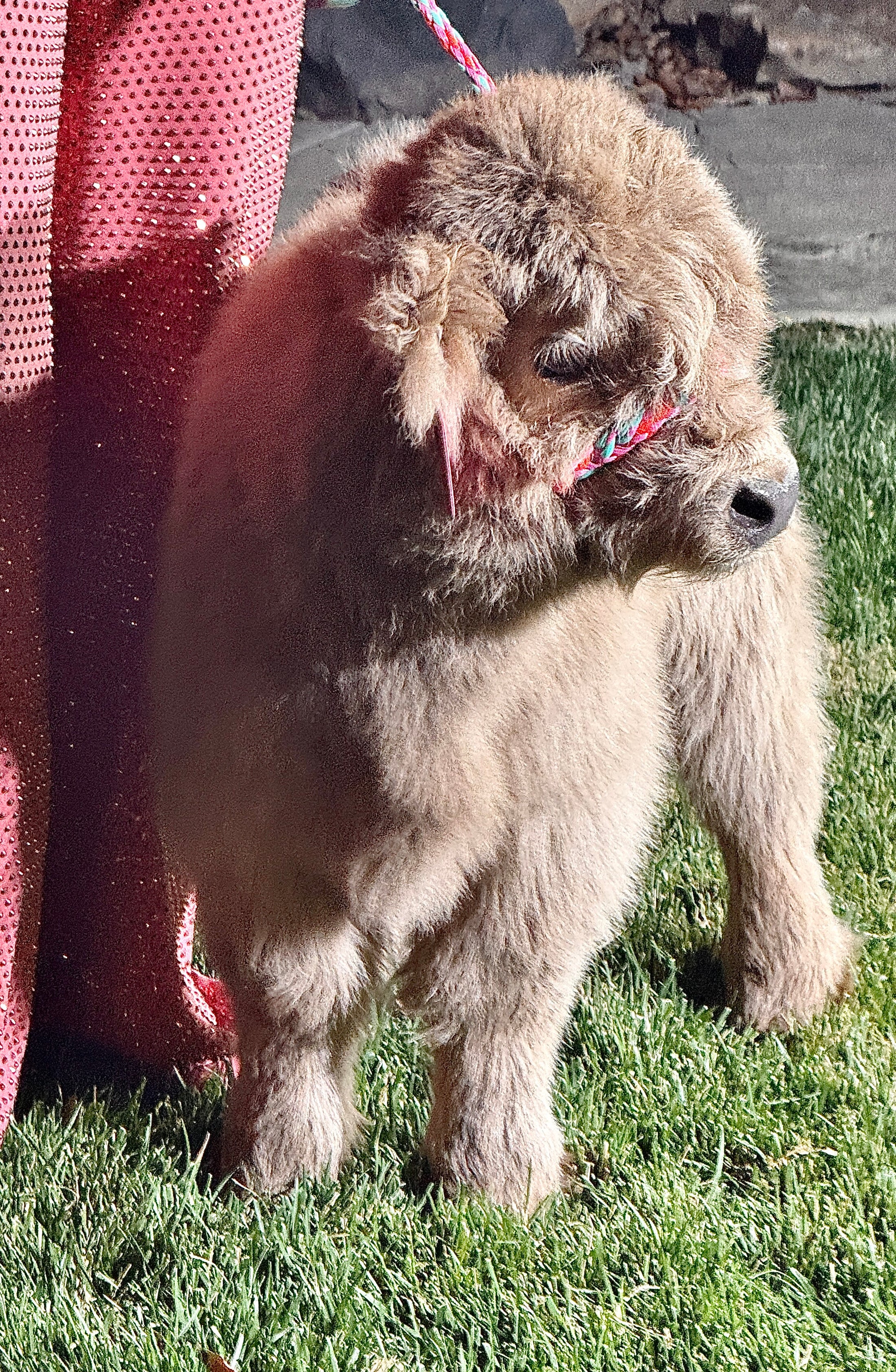 Luxe - Micro/Mini Silver Dun Heifer