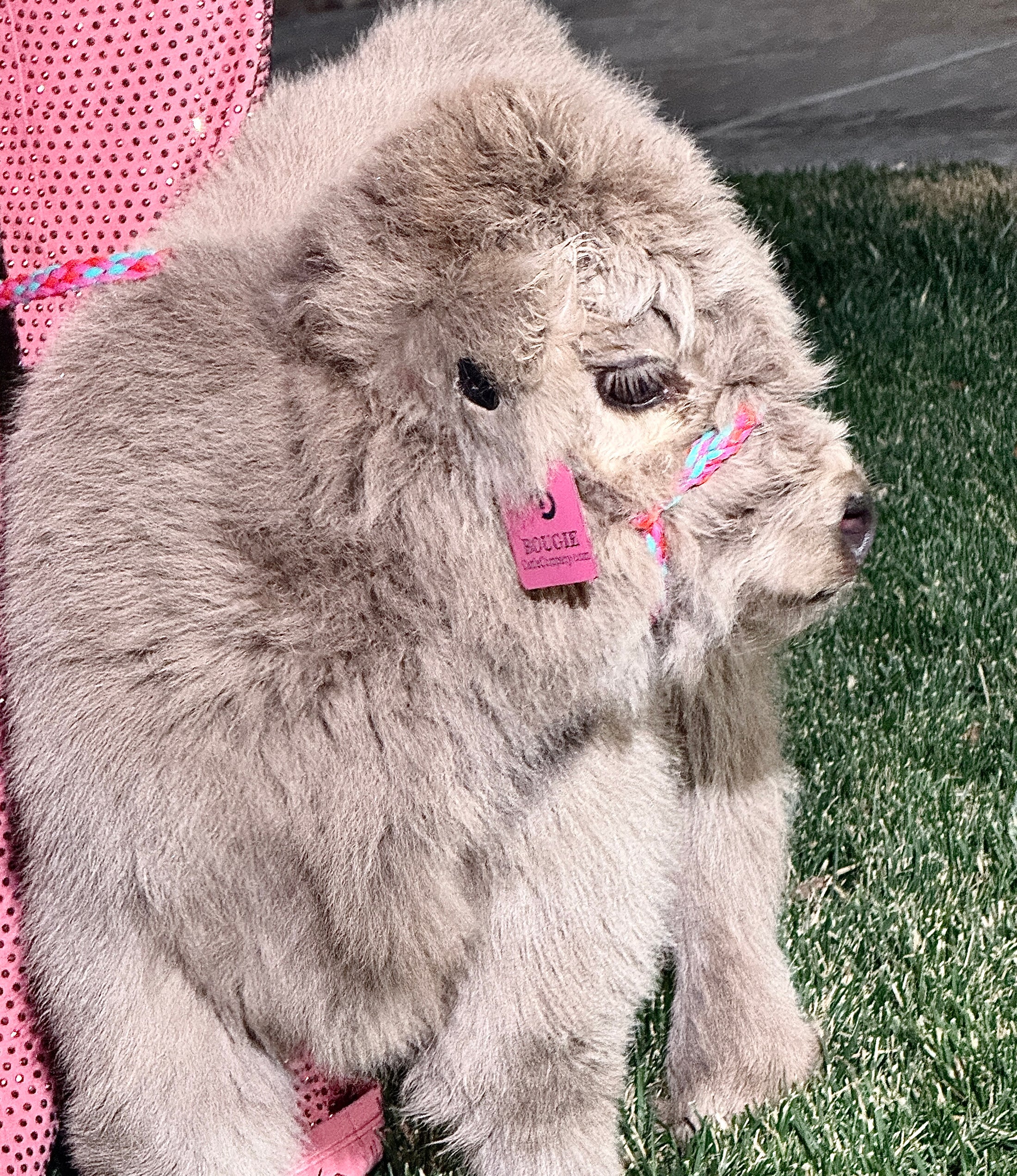 Luxe - Micro/Mini Silver Dun Heifer