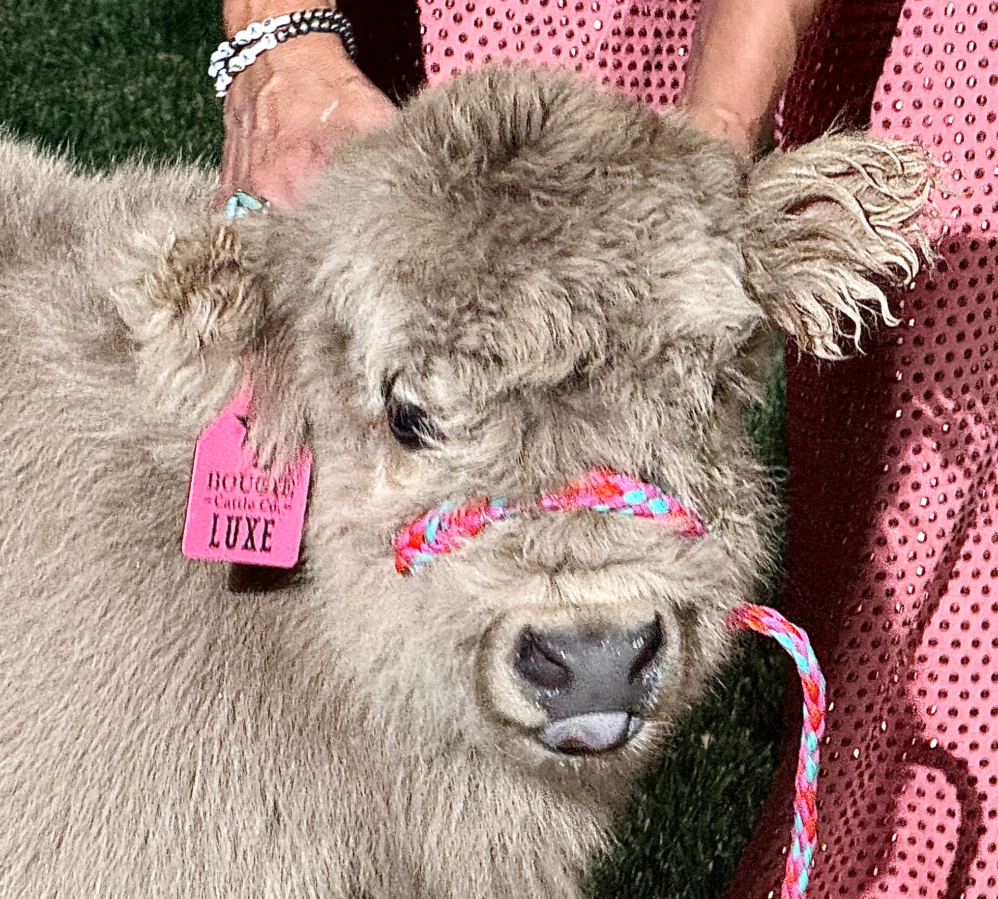 Luxe - Micro/Mini Silver Dun Heifer