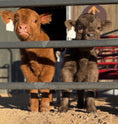 Load image into Gallery viewer, Bottle Feed the Bougie Babies

