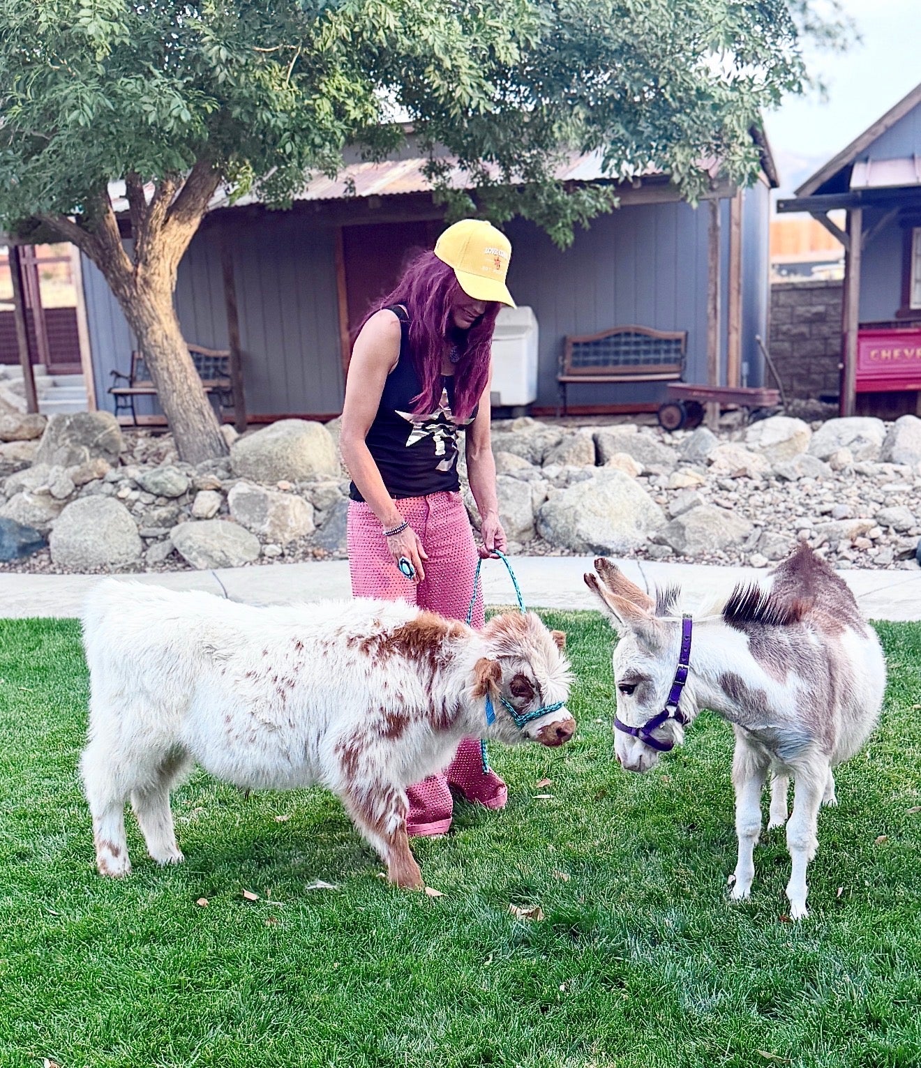 Sweet Pea - WEANED Micro/Mini Paint Jeanette Donkey