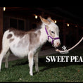 Load image into Gallery viewer, Sweet Pea - WEANED Micro/Mini Paint Jeanette Donkey
