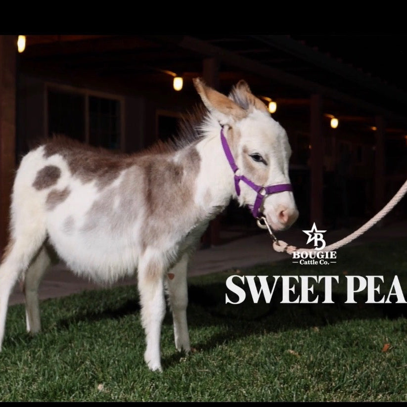 Sweet Pea - WEANED Micro/Mini Paint Jeanette Donkey
