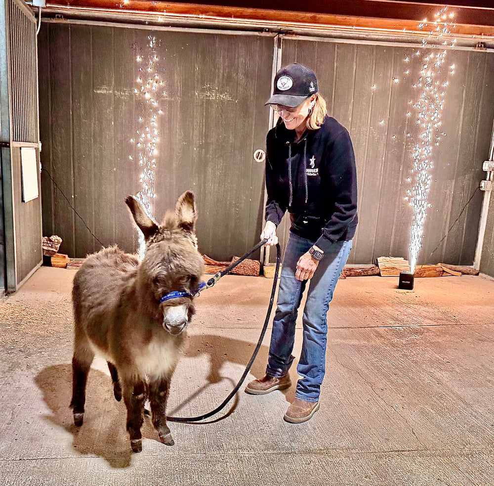 Bosco - Mini Jack Donkey ($7500.00)
