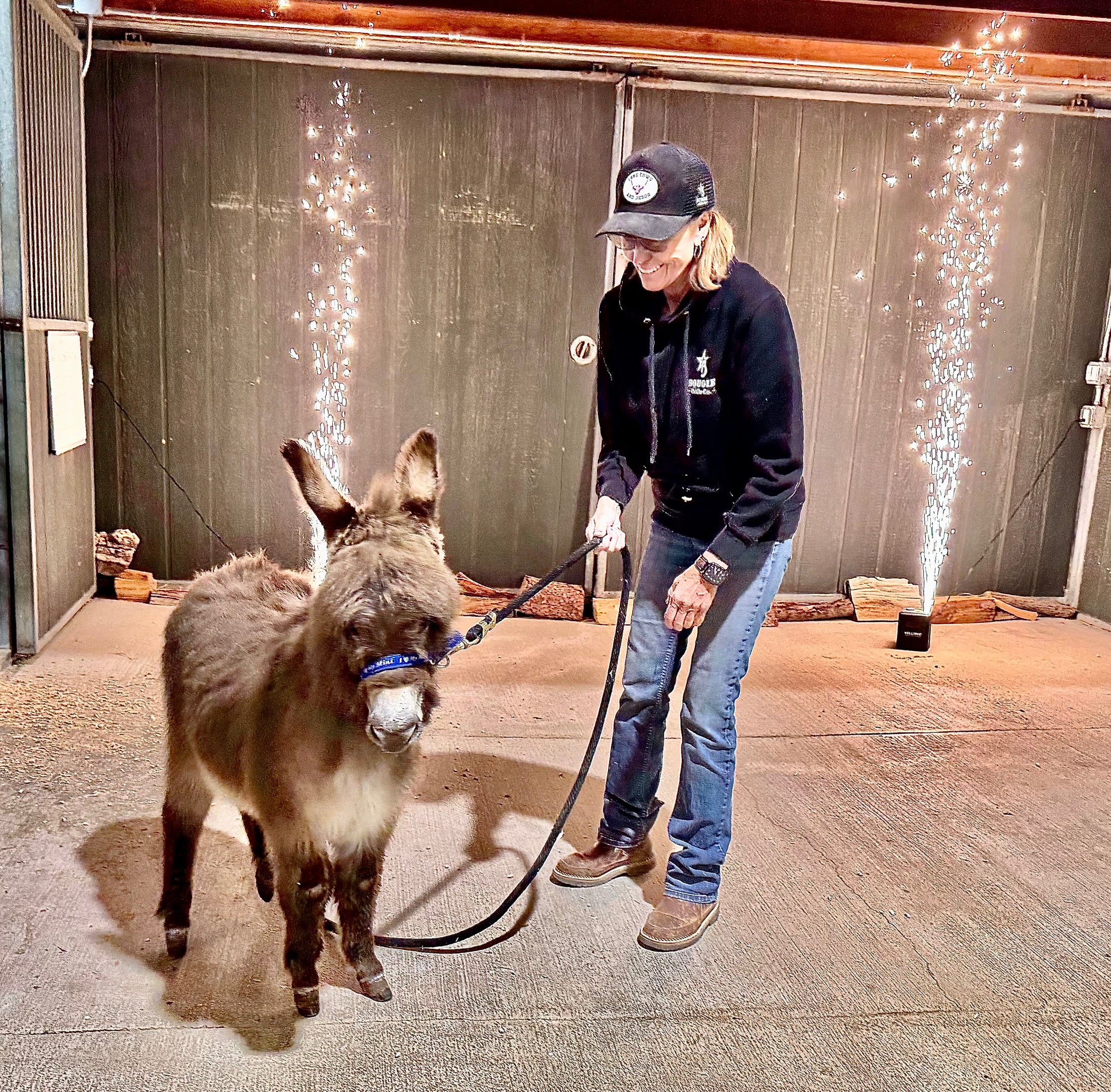 Cookie - Mini Jennet Donkey ($10,000)
