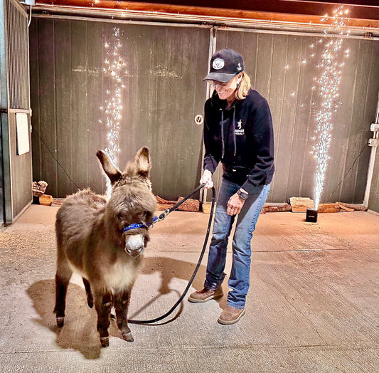 Bosco - Mini Jack Donkey ($7500.00)