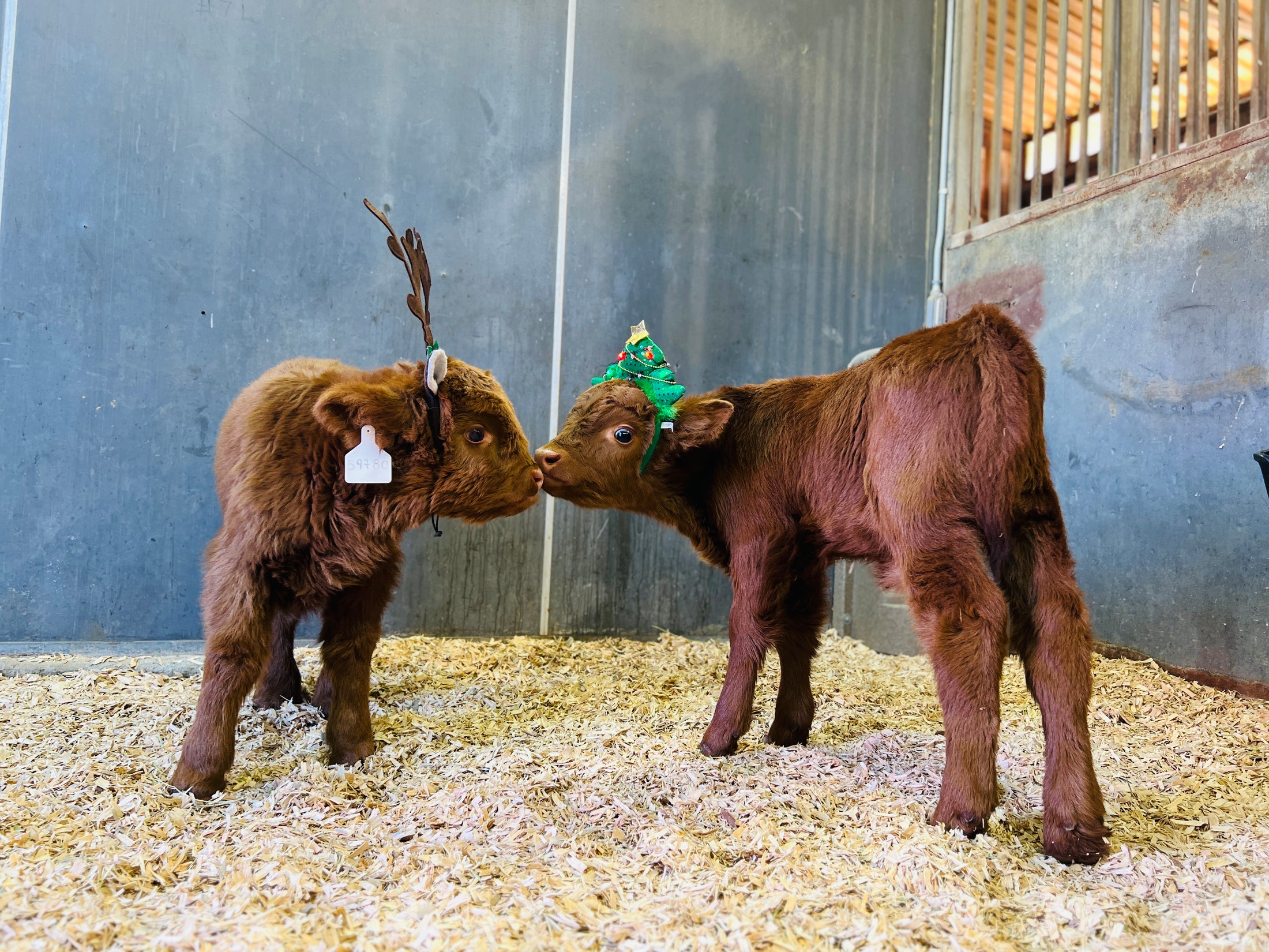 Animal Event Rental