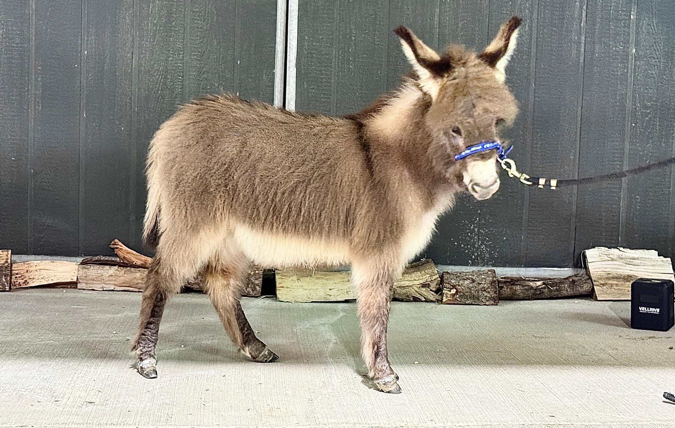 Cookie - Mini Jennet Donkey ($10,000)