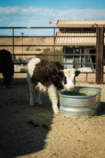 Load image into Gallery viewer, Two Hour Ranch Tour - Including Lunch
