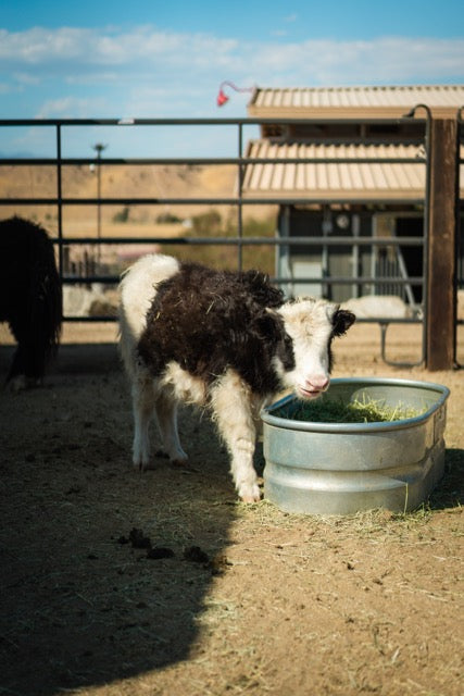 Two Hour Ranch Tour - Including Lunch