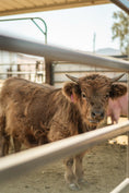 Load image into Gallery viewer, Two Hour Ranch Tour - Including Lunch
