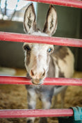 Load image into Gallery viewer, Two Hour Ranch Tour - Including Lunch
