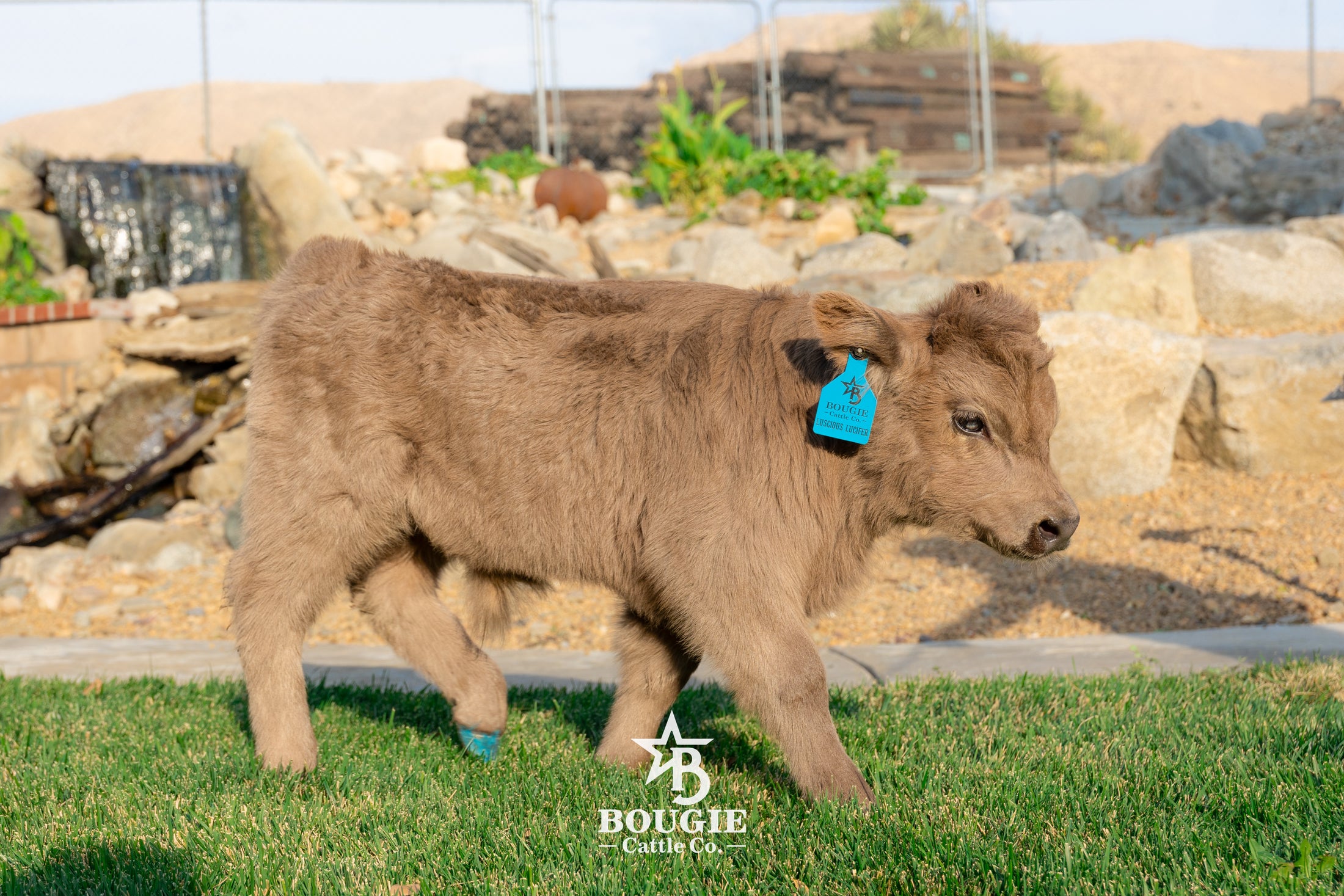 Luscious Lucifer - Micro/Mini • Polled • Bull/Steer