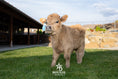 Load image into Gallery viewer, Luscious Lucifer - Micro/Mini • Polled • Bull/Steer
