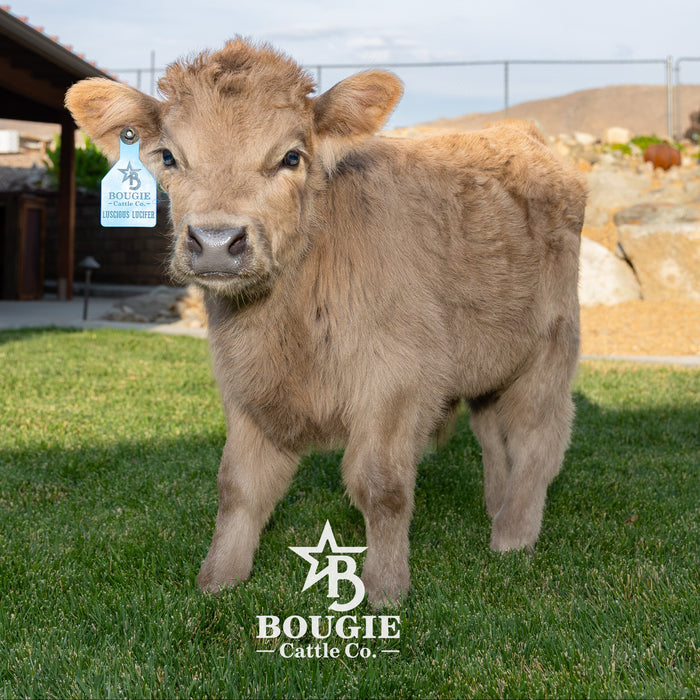 Luscious Lucifer - Micro/Mini • Polled • Bull/Steer