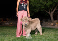 Load image into Gallery viewer, Luxe - Micro/Mini Silver Dun Heifer
