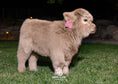 Load image into Gallery viewer, Luxe - Micro/Mini Silver Dun Heifer
