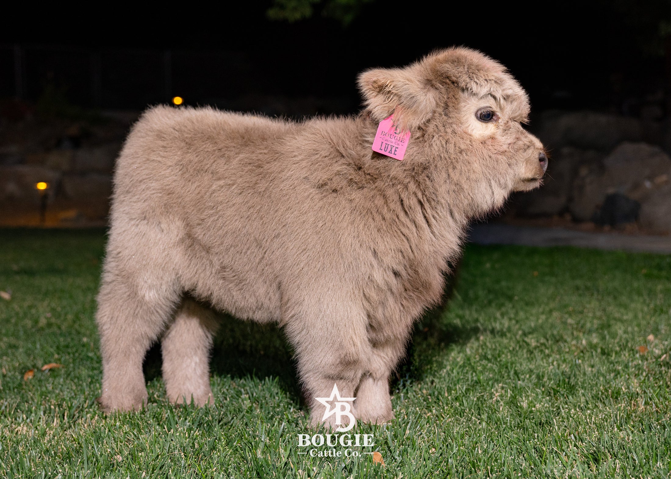 Luxe - Micro/Mini Silver Dun Heifer