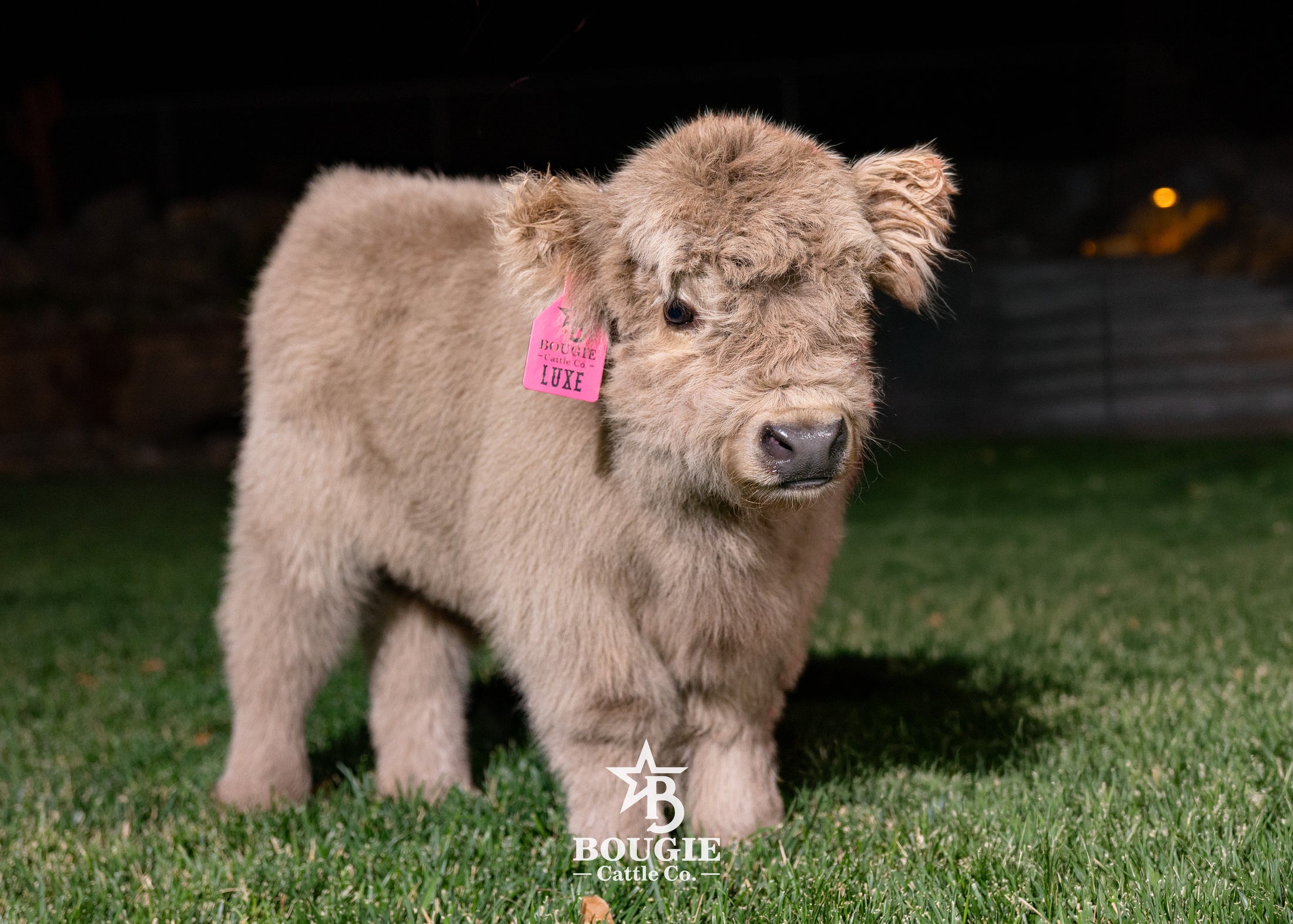 Luxe - Micro/Mini Silver Dun Heifer