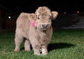 Load image into Gallery viewer, Luxe - Micro/Mini Silver Dun Heifer
