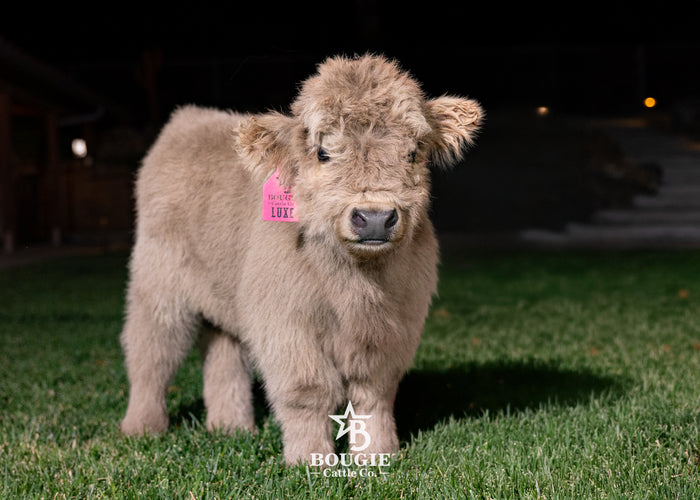 Luxe - Micro/Mini Silver Dun Heifer
