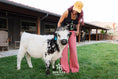 Load image into Gallery viewer, Ozzie 2.0 - WEANED Mid-Size High Park Steer

