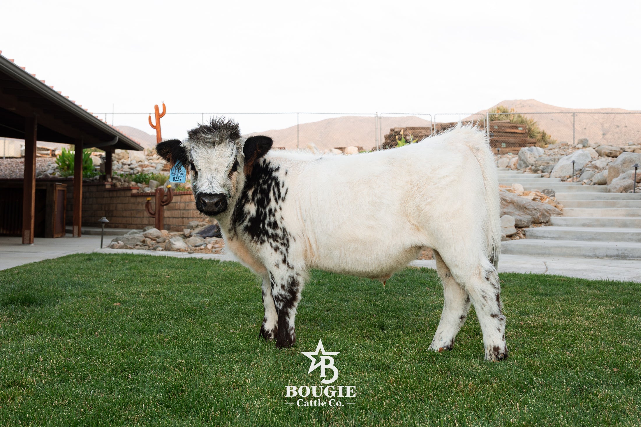 Ozzie 2.0 - WEANED Mid-Size High Park Steer