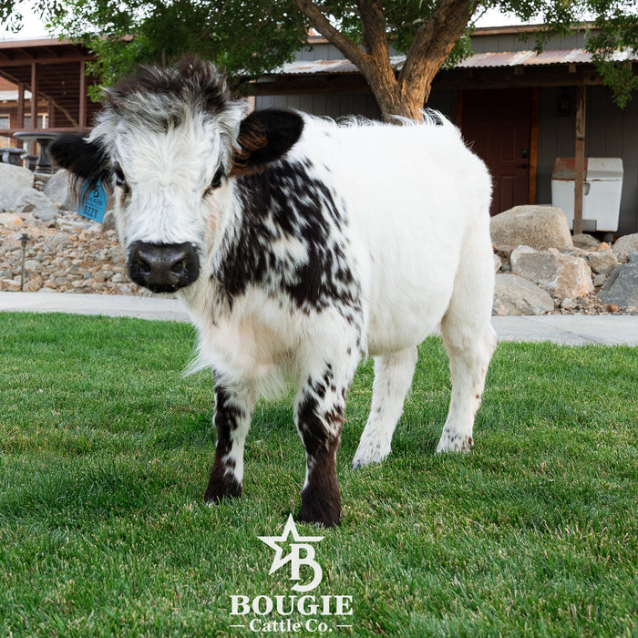 Ozzie 2.0 - WEANED Mid-Size High Park Steer