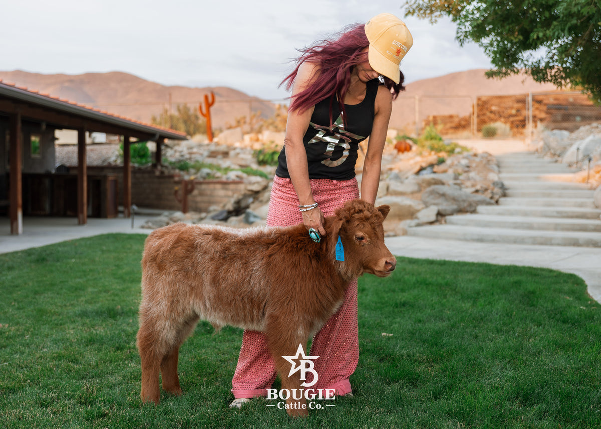 Rocky - Mid-Size Roan Bull/Steer